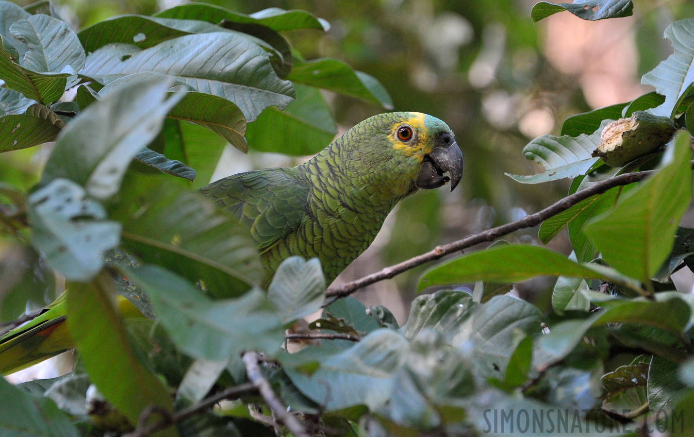 Amazona aestiva [300 mm, 1/125 Sek. bei f / 7.1, ISO 1600]